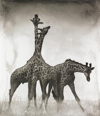 NICK BRANDT (1964- ) Giraffe Triptych, Maasai Mara.